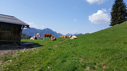 Spring mountain spring cow herd photo