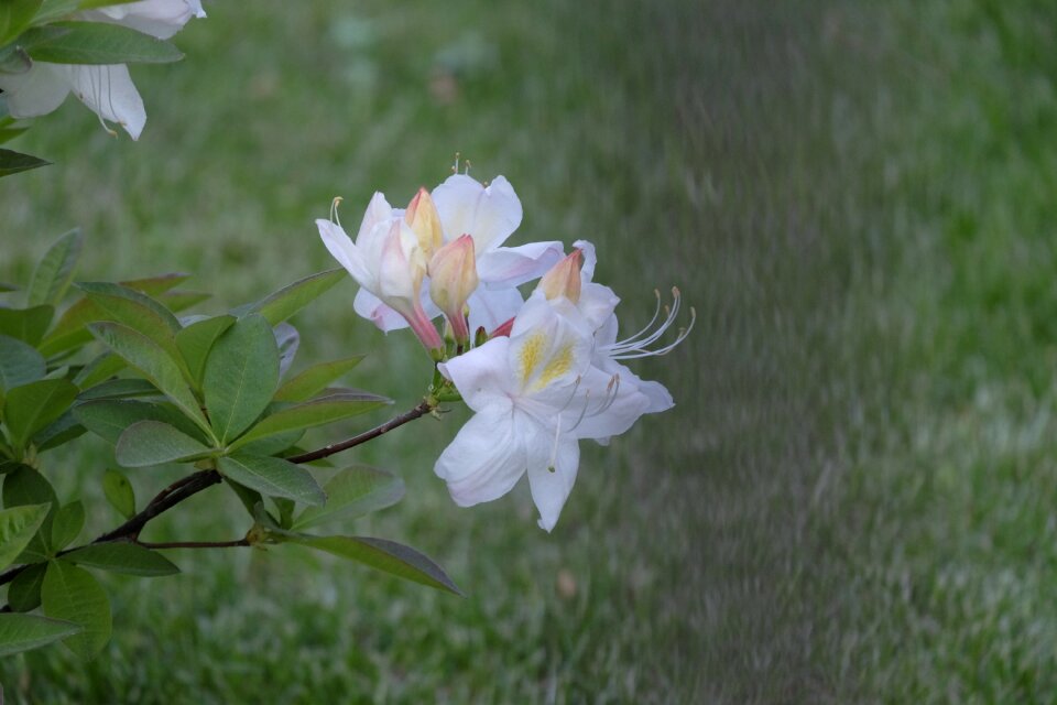Flower plant rhododendron