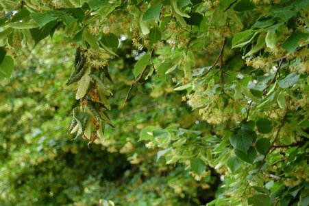 Tree leaf summer