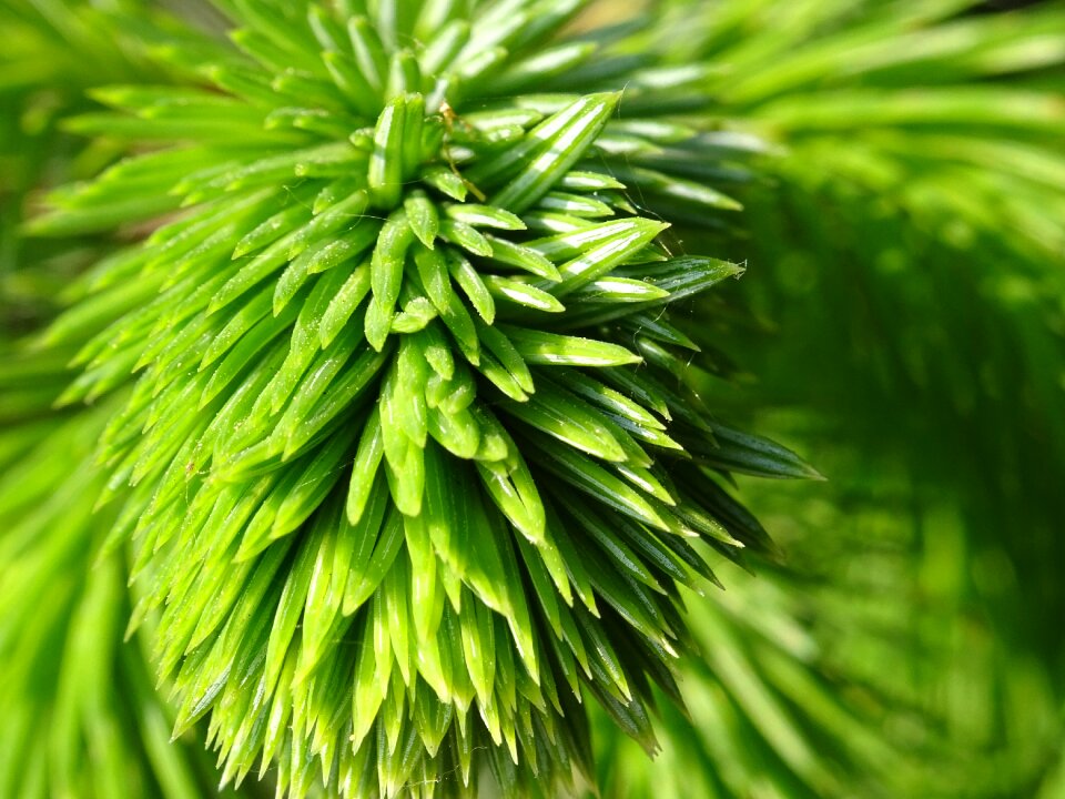 Plant nature needle