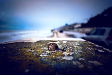 Crawl animals snails
