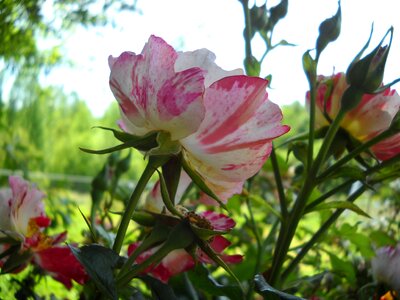 Nature petal translucent photo