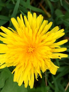 Yellow flower common dandelion photo