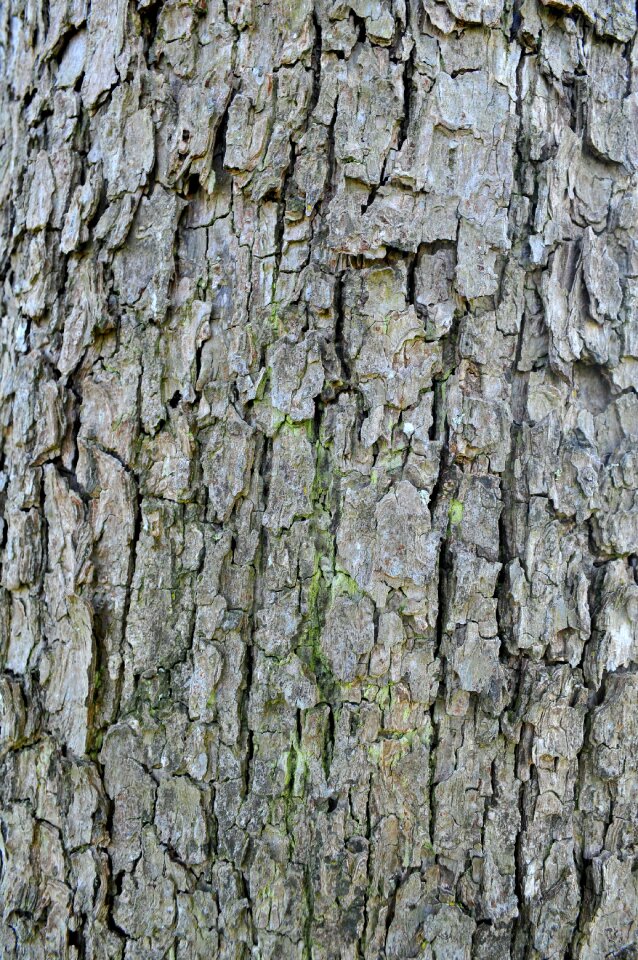 Tree bark brown tribe