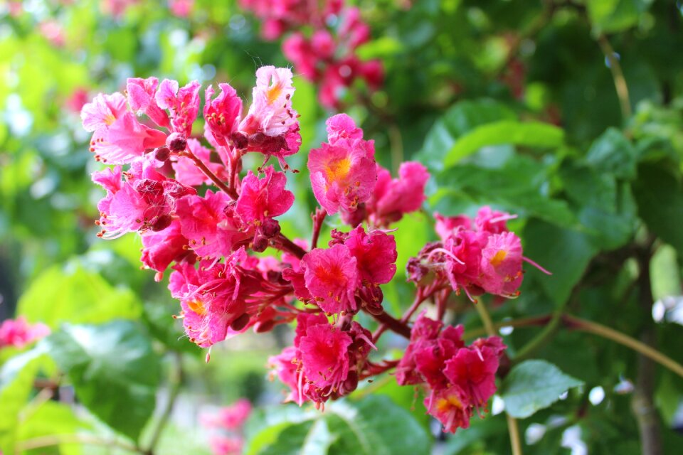 Blossom bloom chestnut tree
