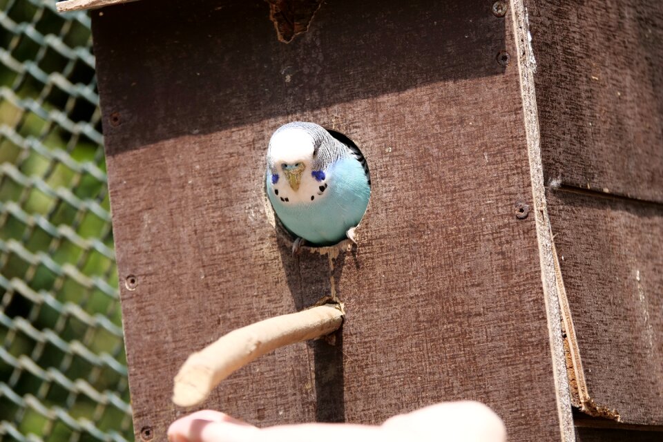 Small bird blue ziervogel