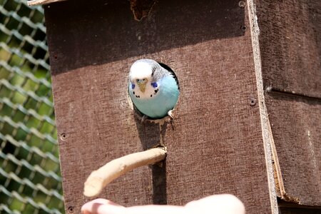 Small bird blue ziervogel photo