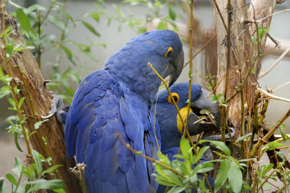 South america eclectus parrot exotic photo