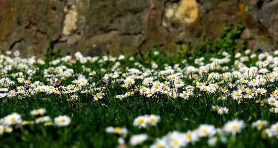 Flowers flower meadow grass