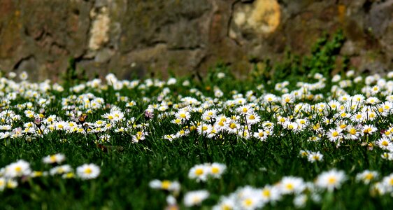 Flowers flower meadow grass photo