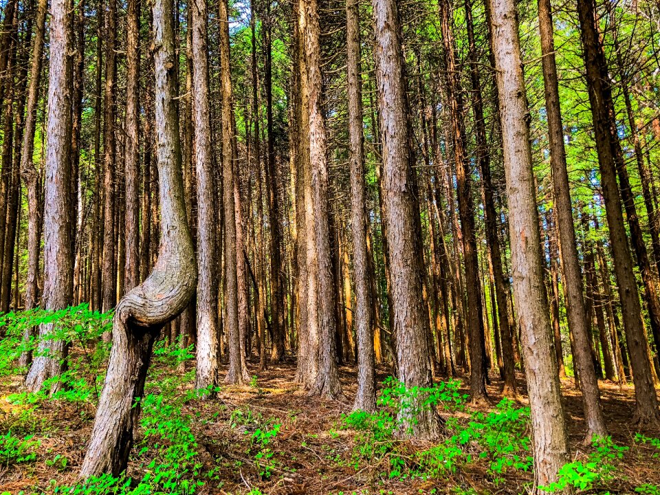 Arboretum forest landscape