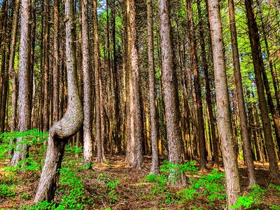 Arboretum forest landscape