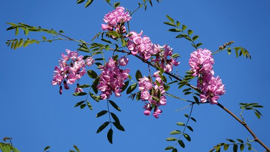 Acacia rose field Free photos