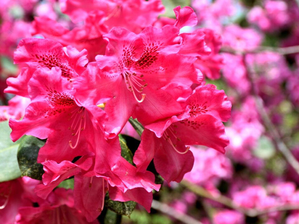 Plant flowers violet