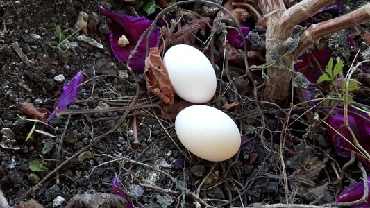 Dove egg Free photos