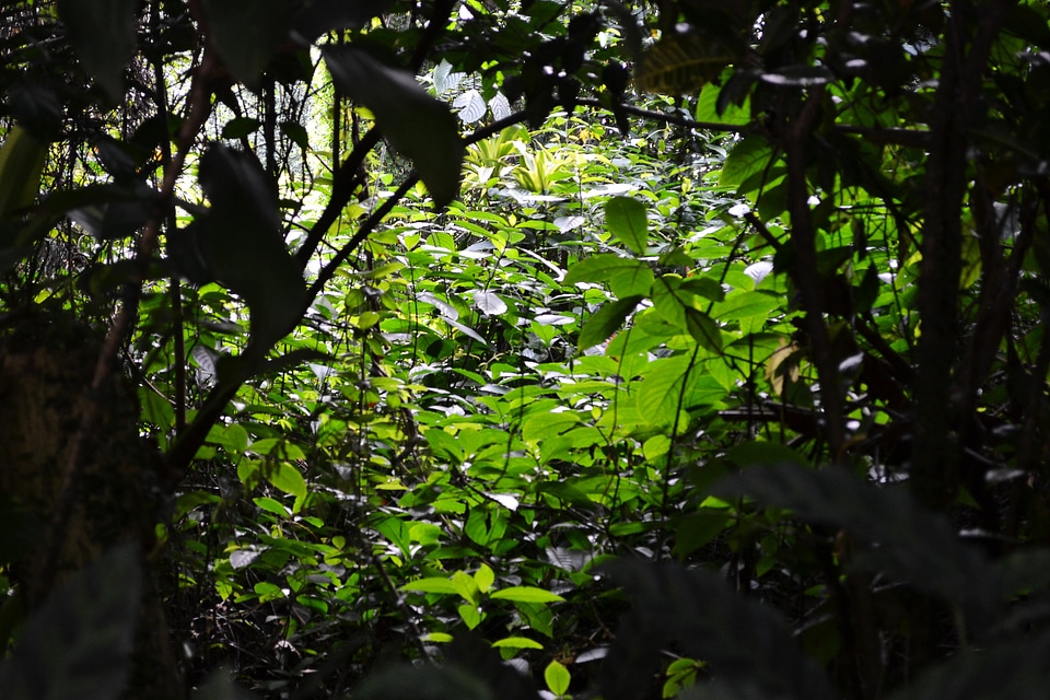 Shadow plants shrubs