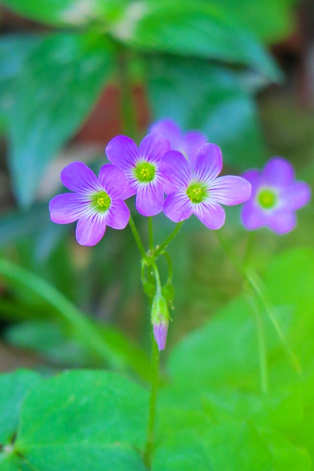 Wild flowers wild nature