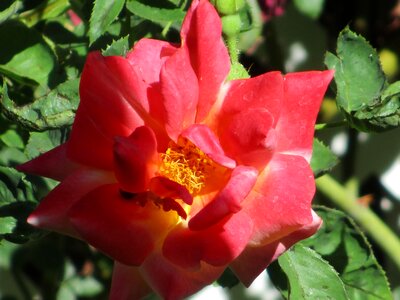 Joseph's coat rose flower
