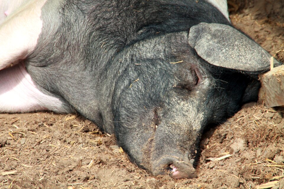 Livestock creature nature