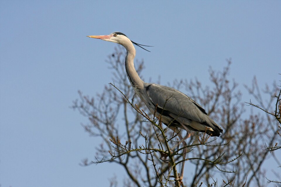 Bird nature Free photos