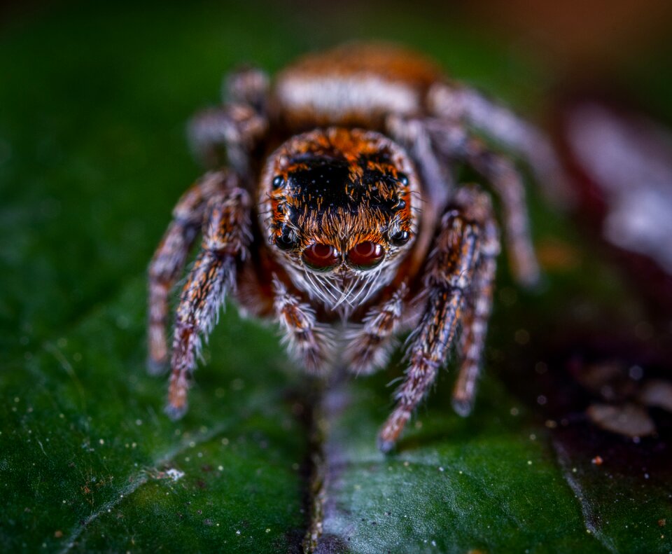 Spider-racer portrait eyes