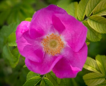 Prosperous spring summer