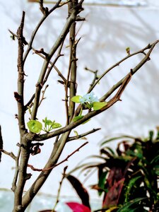 Growth garden
