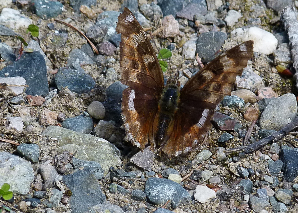 Insect nature animal
