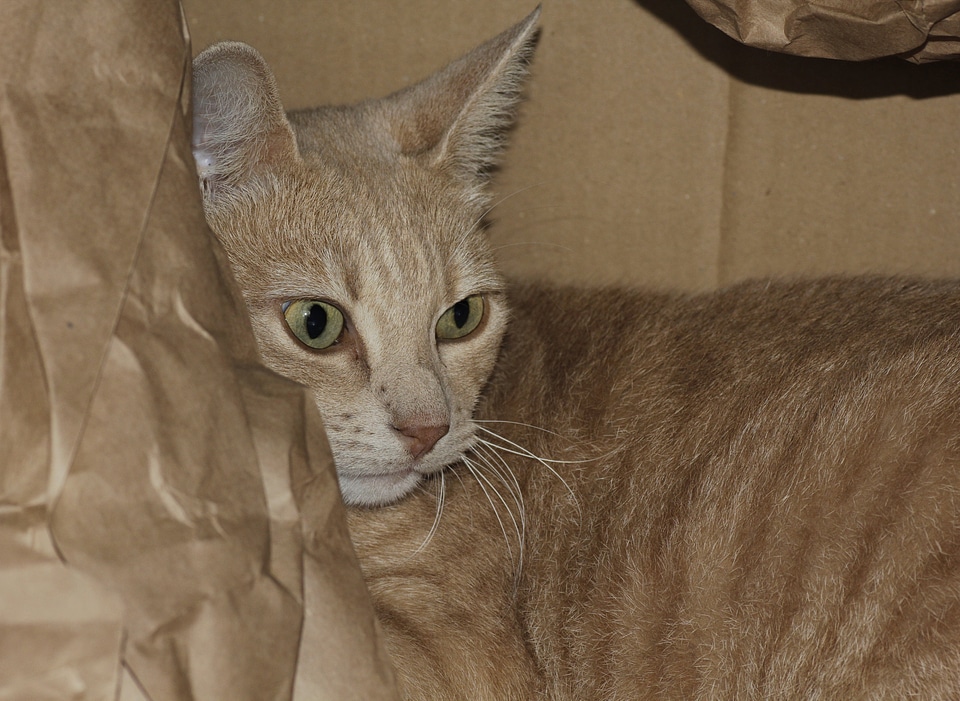 Cat's eyes animal red mackerel tabby