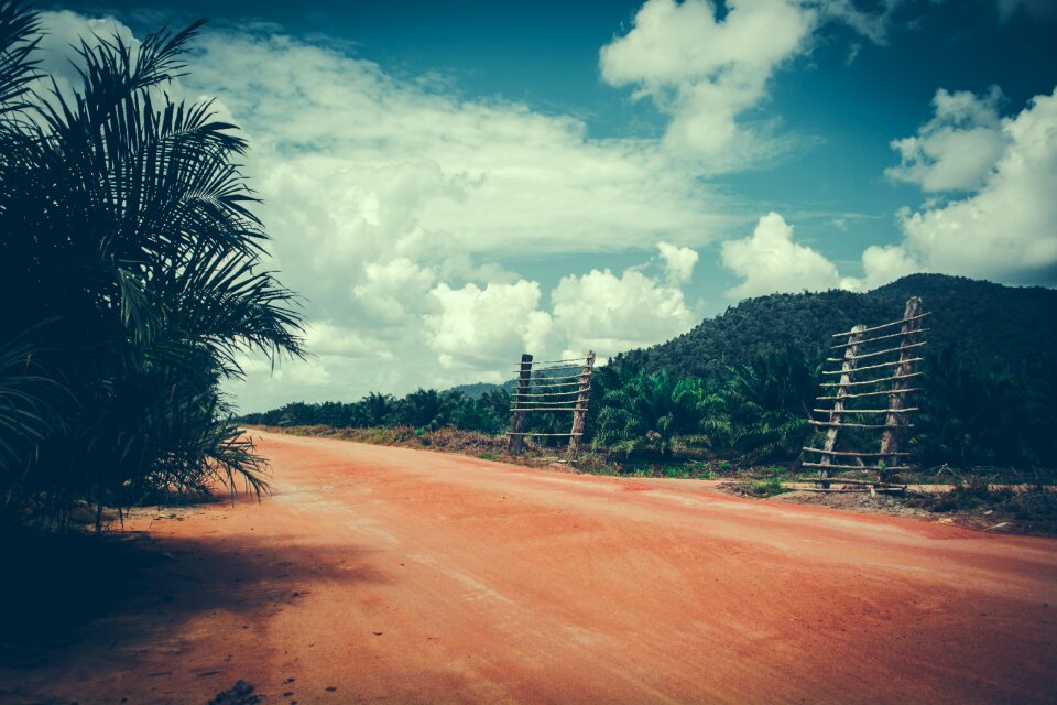 Forest jungle tropical