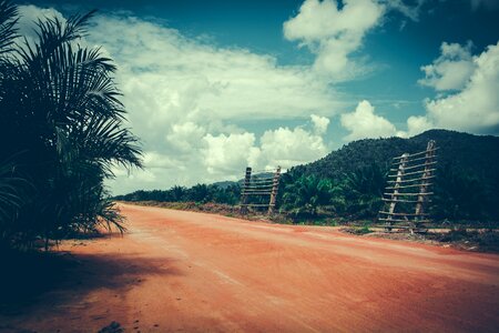 Forest jungle tropical