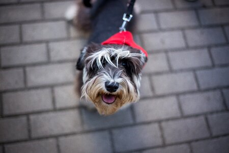Puppy pet canine