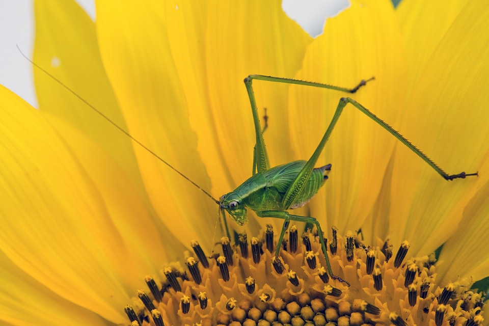 Insect flower nature