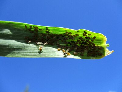 Bug agriculture