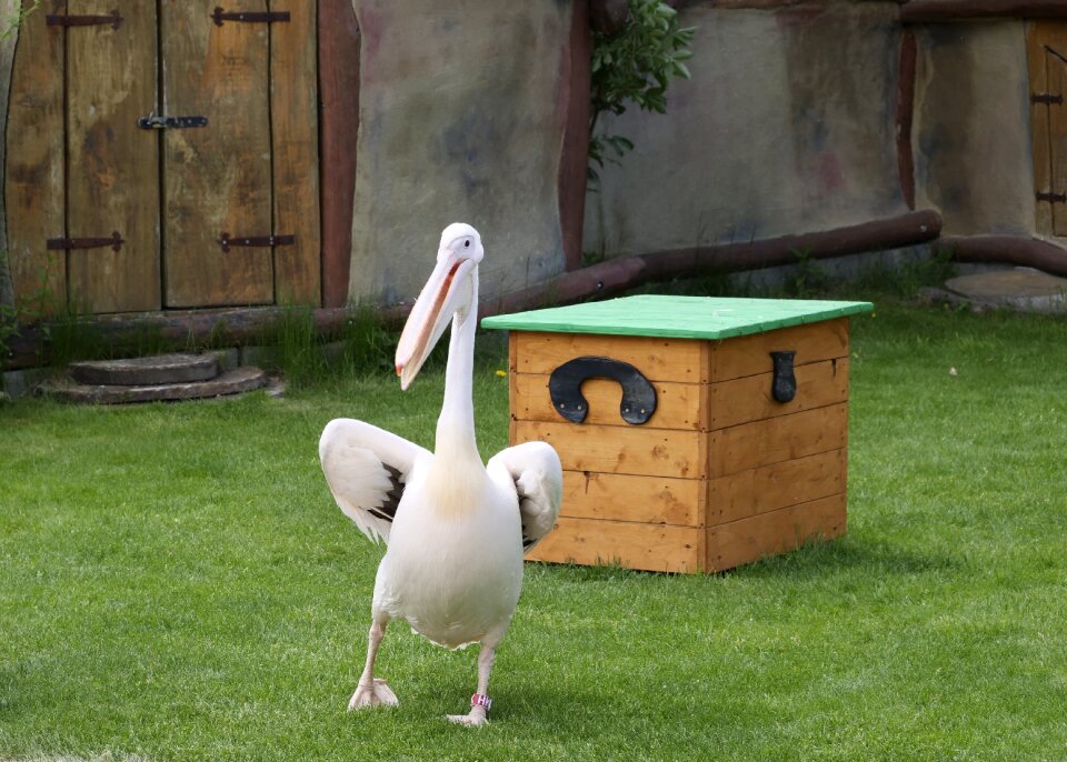 Large beak water bird pink pelican