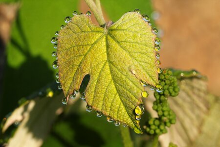 Dew wine leaves photo
