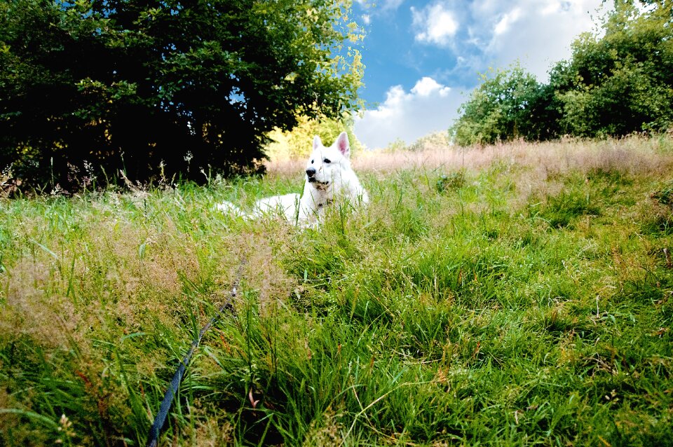 Meadow animal purebred dog