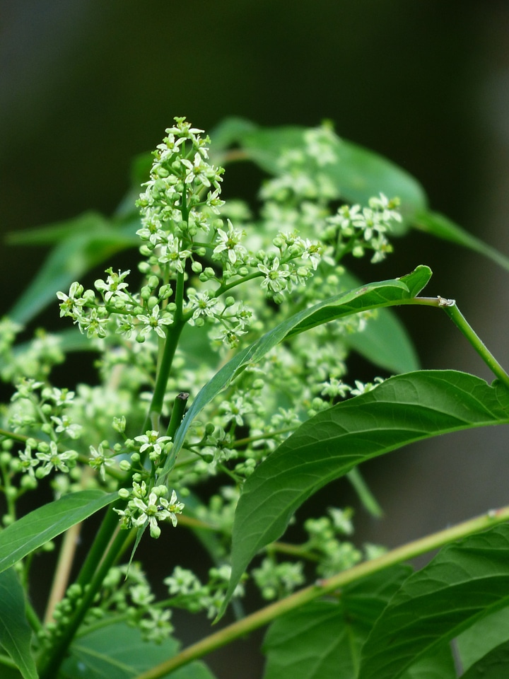 Foliage ailanthus altissima green