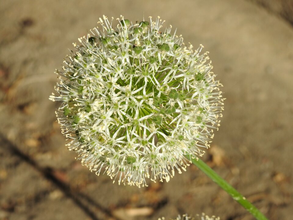 Garlic blooms garlic flower