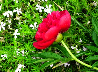 Spring garden nature