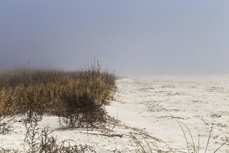 Sea dune grass photo