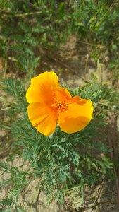 Poppy nature