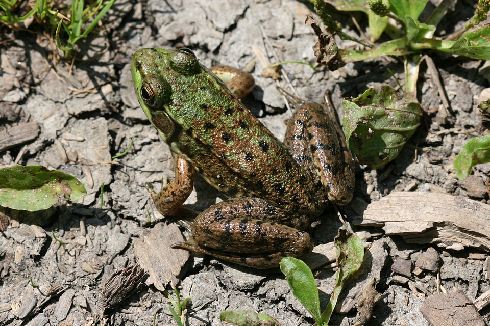 Marsh resting animal