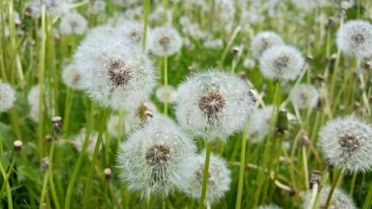 Dandelion wishes desire