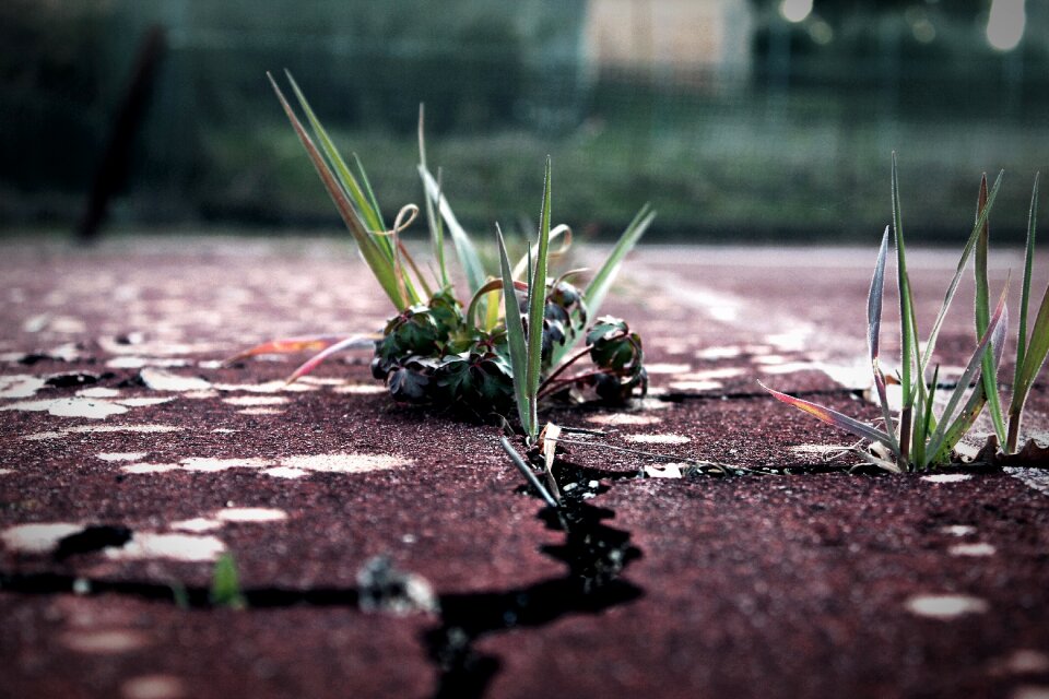 Ground cracks field