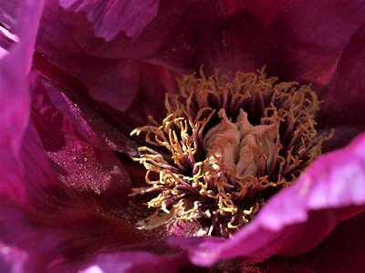 Centre peony