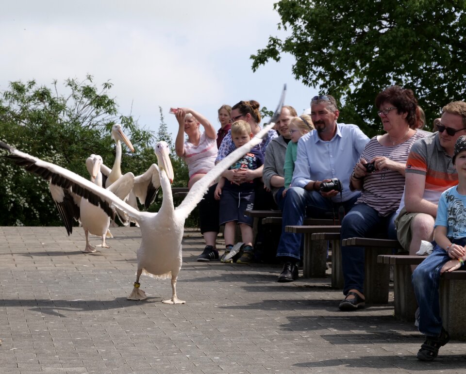 Waterfowl white pelican large