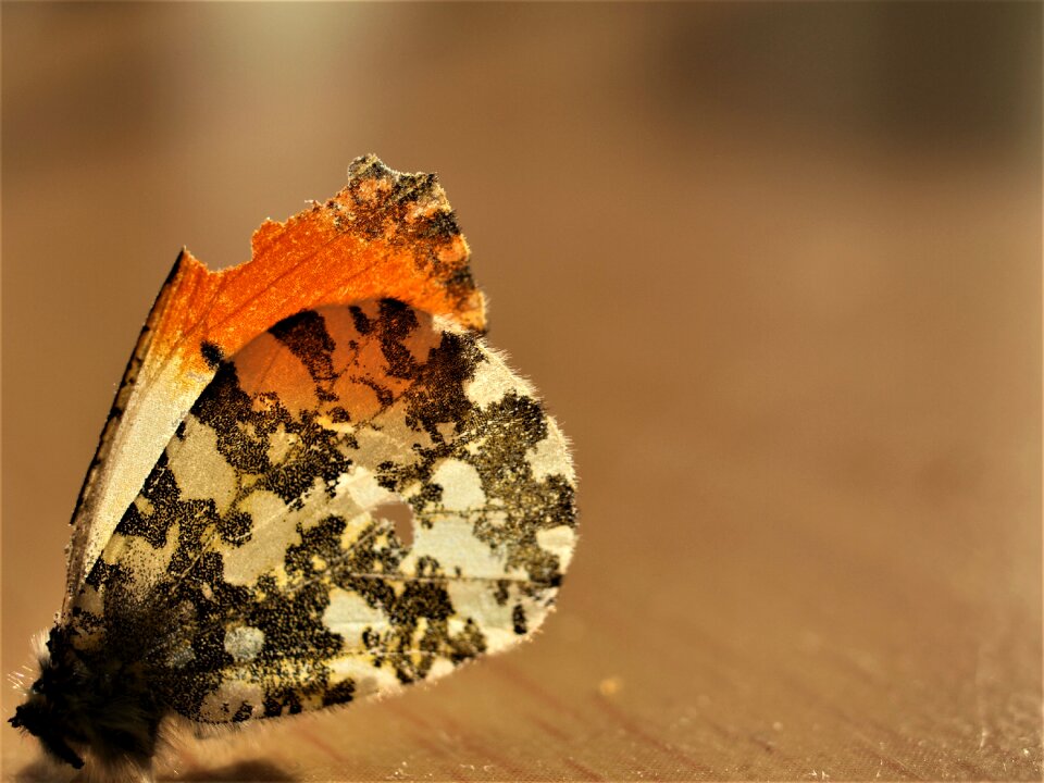 Texture nature