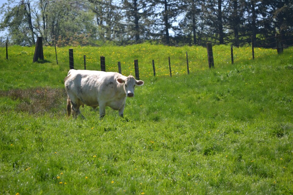 Fence green cow