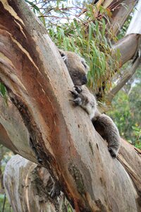 Australia koala philip island